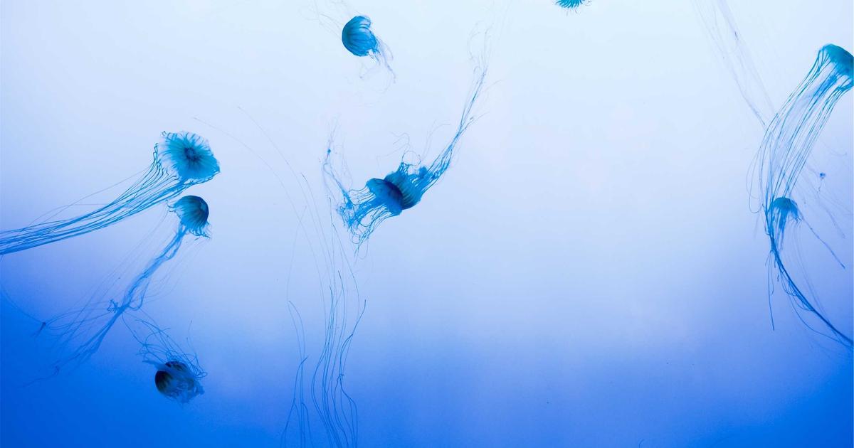 What Nobody Tells You About Using AI to Master Bash Commands