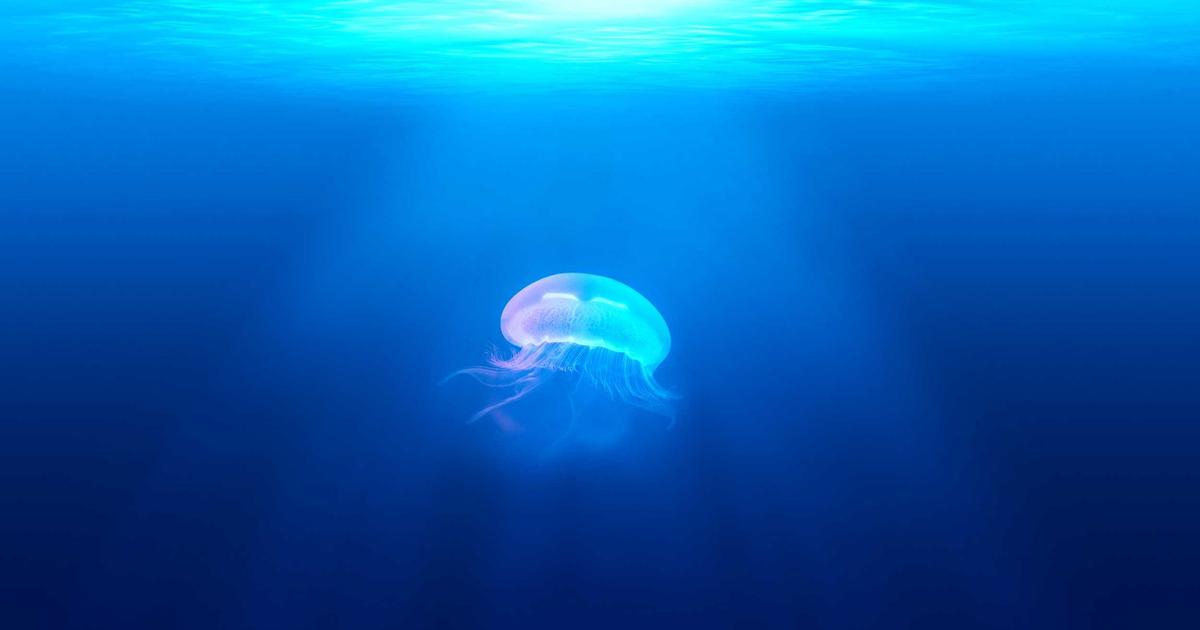 Why Erlang, a Quiet Language, Still Powers Our Connected World